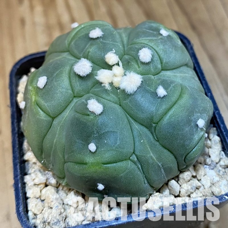 SH29632 Astrophytum asterias ‘Kikko’, 5 ribs