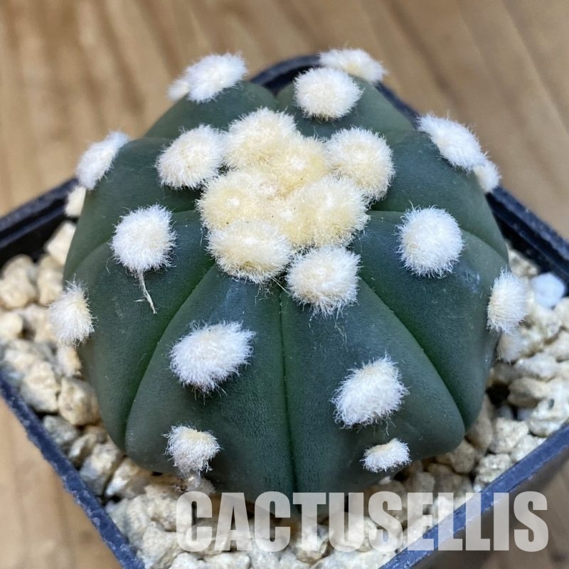 SH29634 Astrophytum asterias ‘Ooibo’