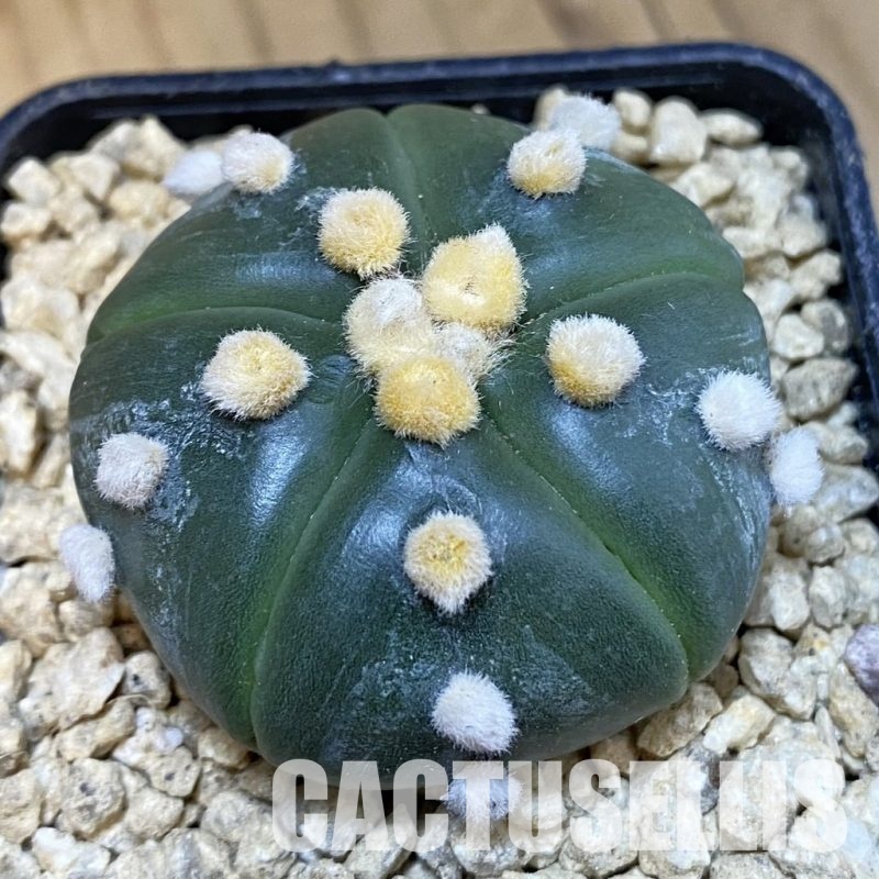 SH29635 Astrophytum asterias ‘Ooibo’, 5-ribs