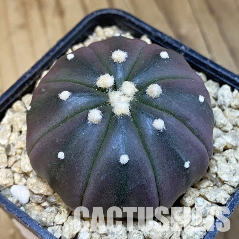 SH29636 Astrophytum asterias ‘Purple Skin’