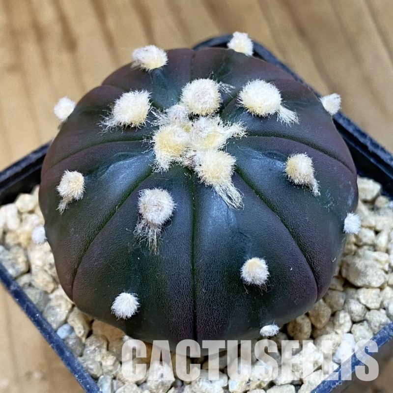 SH29637 Astrophytum asterias ‘Purple Skin’