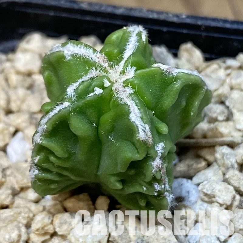 SH29638 Astrophytum myriostigma ‘Fukuryu’