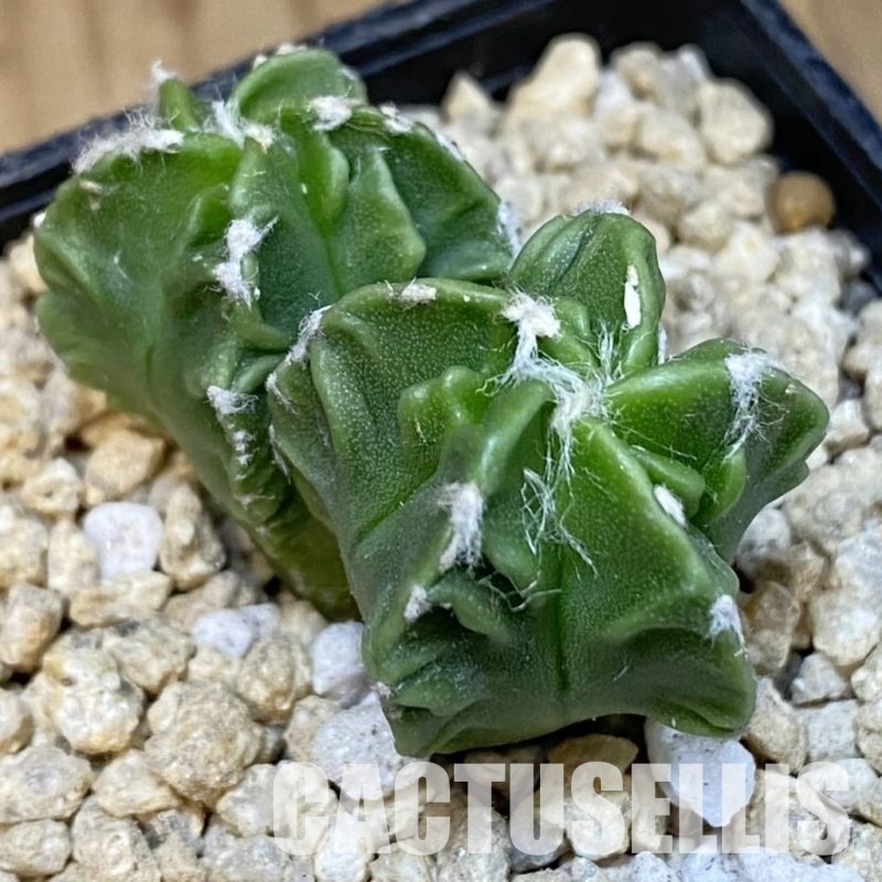 SH29639 Astrophytum myriostigma ‘Fukuryu’
