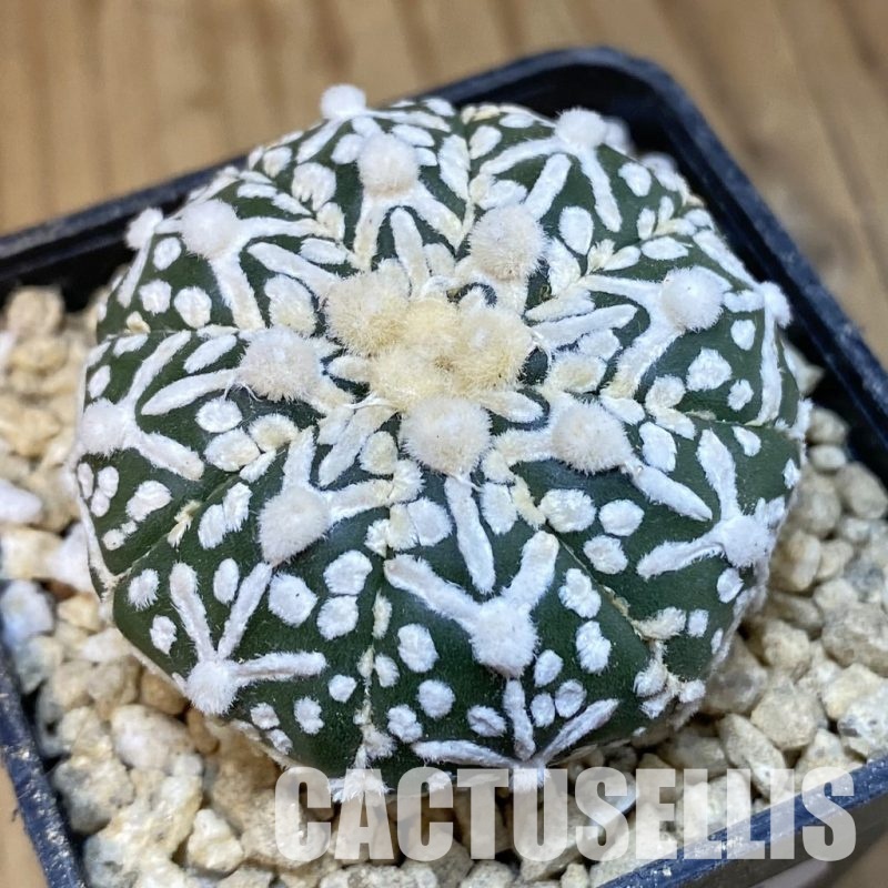 SH29640 Astrophytum asterias ‘Super Kabuto’ V-type f. nudum