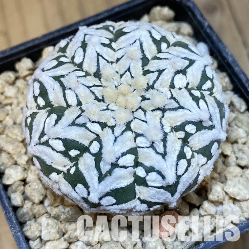 SH29641 Astrophytum asterias ‘Super Kabuto’ V-type f. nudum