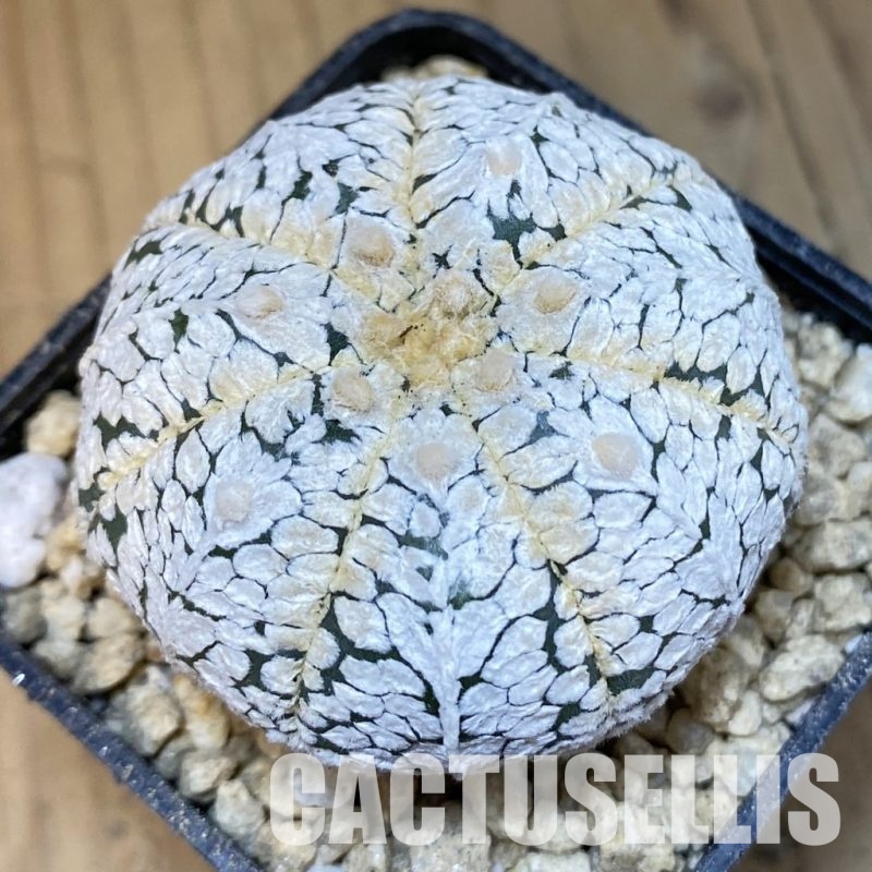 SH29642 Astrophytum asterias ‘Super Kabuto’'Snow' V-type