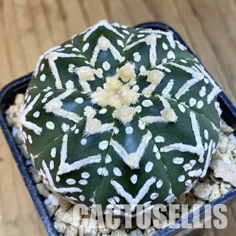 SH29643 Astrophytum asterias ‘Super Kabuto’ V-type f. nudum