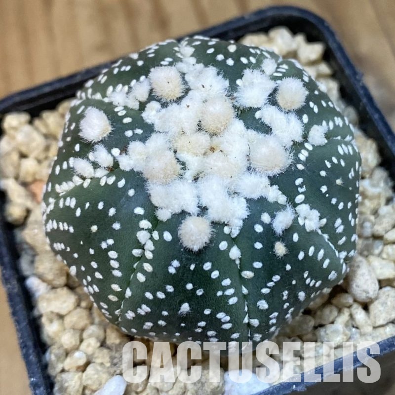 SH29644 Astrophytum asterias ‘Hanazono’