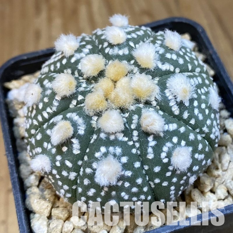SH29645  Astrophytum asterias ‘Ooibo’