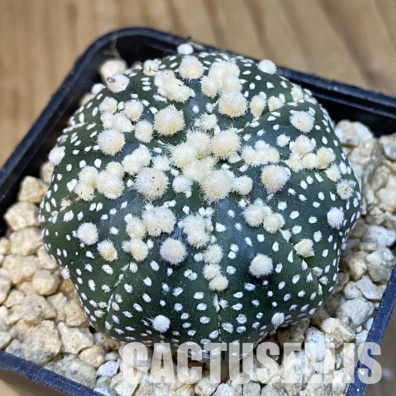 SH29646 Astrophytum asterias ‘Hanazono’