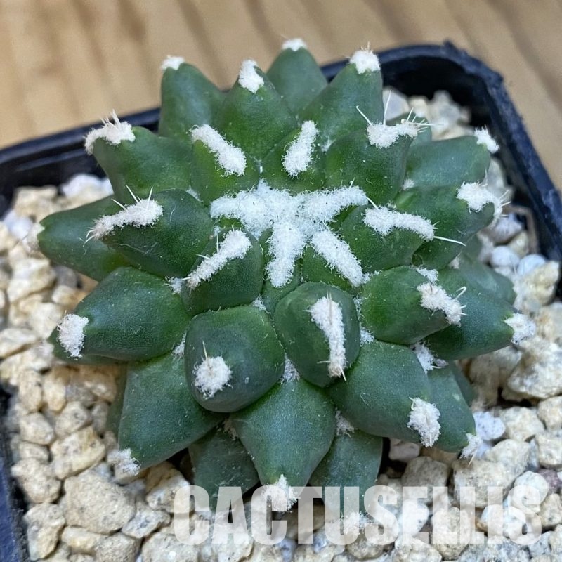 SH29647 Mammillaria bucareliensis 'Erusamu' f. pectinatus