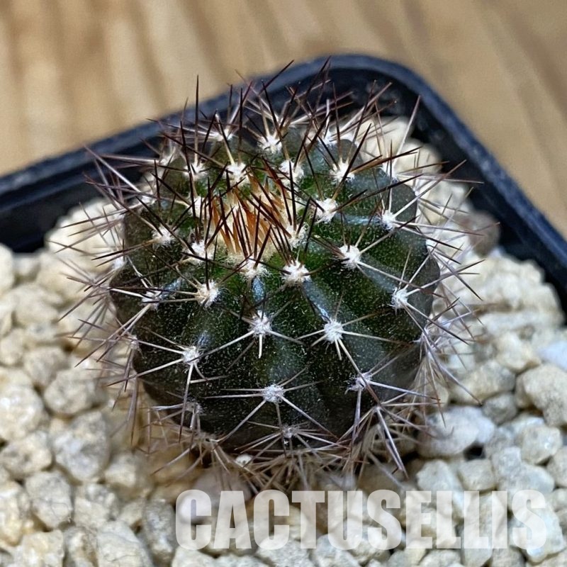 SH29648 Uebelmannia pectinifera, seedling