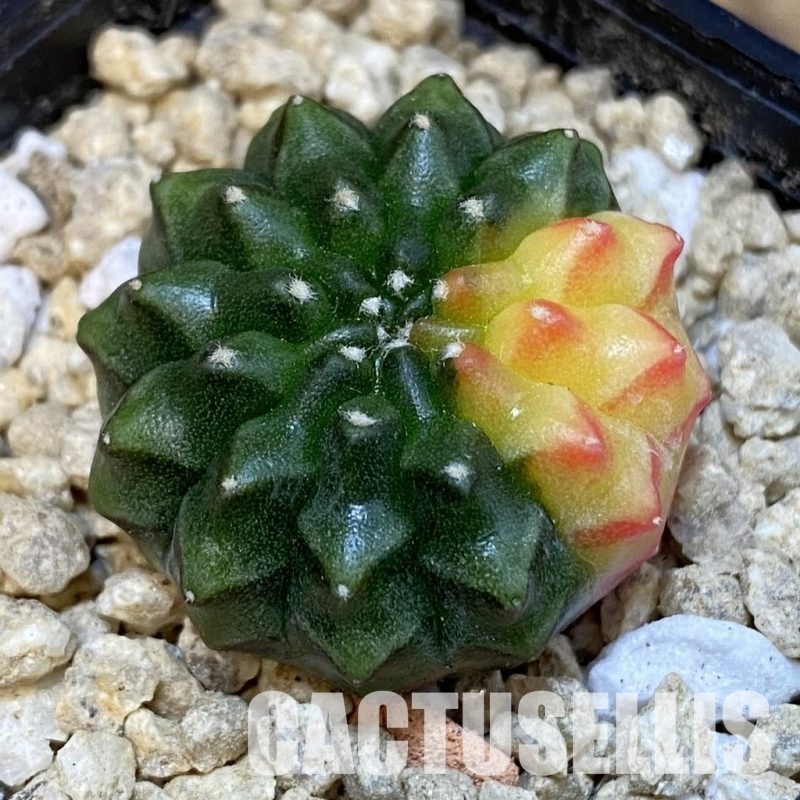 SH29649 Gymnocalycium mihanovichii 'inermis' f. variegata, seedling