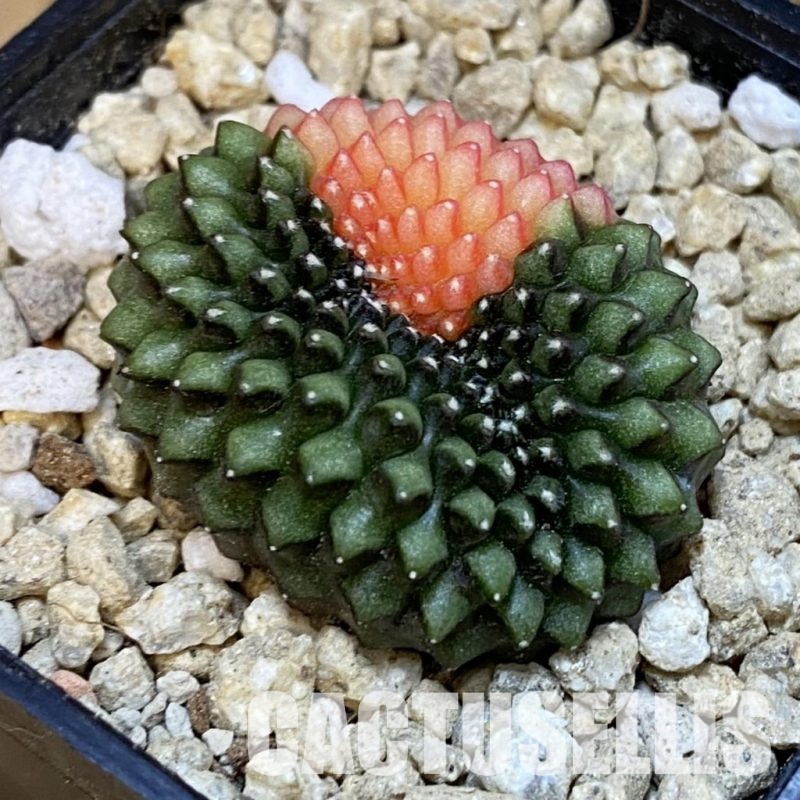 SH29650 Gymnocalycium mihanovichii 'inermis' f. variegata cristata, seedling