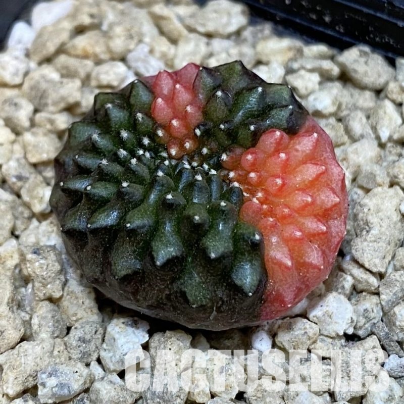 SH29651 Gymnocalycium mihanovichii 'inermis' f. variegata cristata, seedling