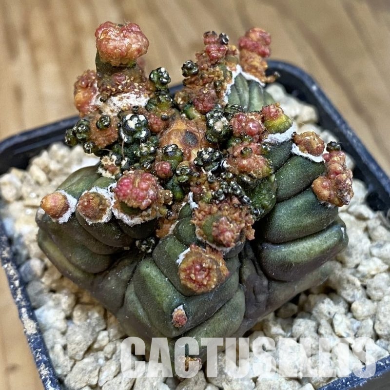 SH29652 Gymnocalycium mihanovichii ‘Transformer’