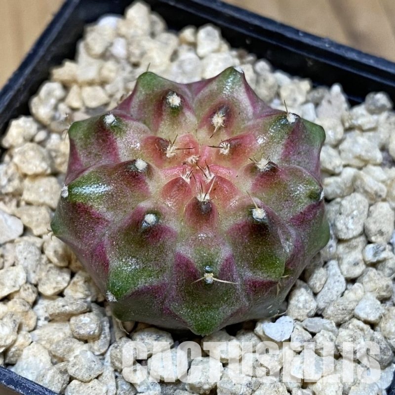SH29653 Gymnocalycium mihanovichii ‘Neon’ hybrid