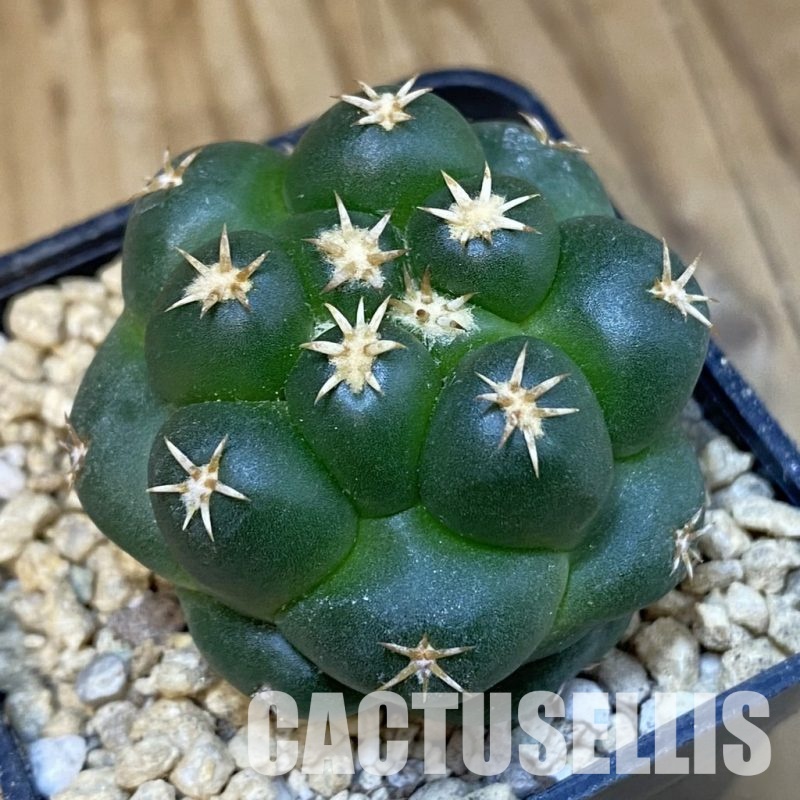 SH29601 Coryphantha elephantidens ‘Titan’