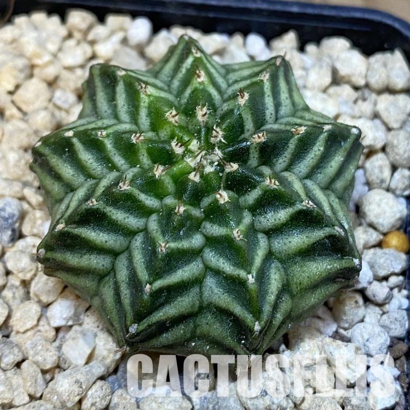 SH29654 Gymnocalycium mihanovichii ‘Kanomchan’