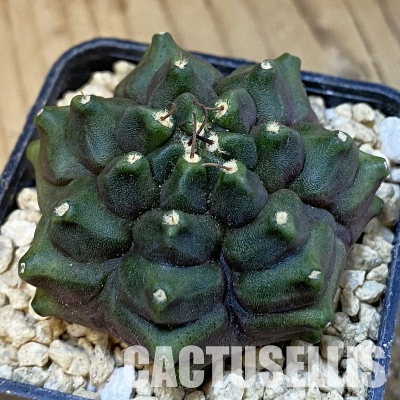 SH29656 Gymnocalycium mihanovichii f. monstrosa -Japan-