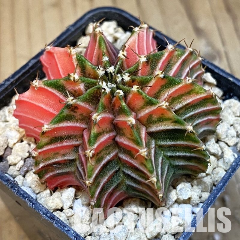 SH29657 Gymnocalycium friedrichii LB f. variegata, seedling