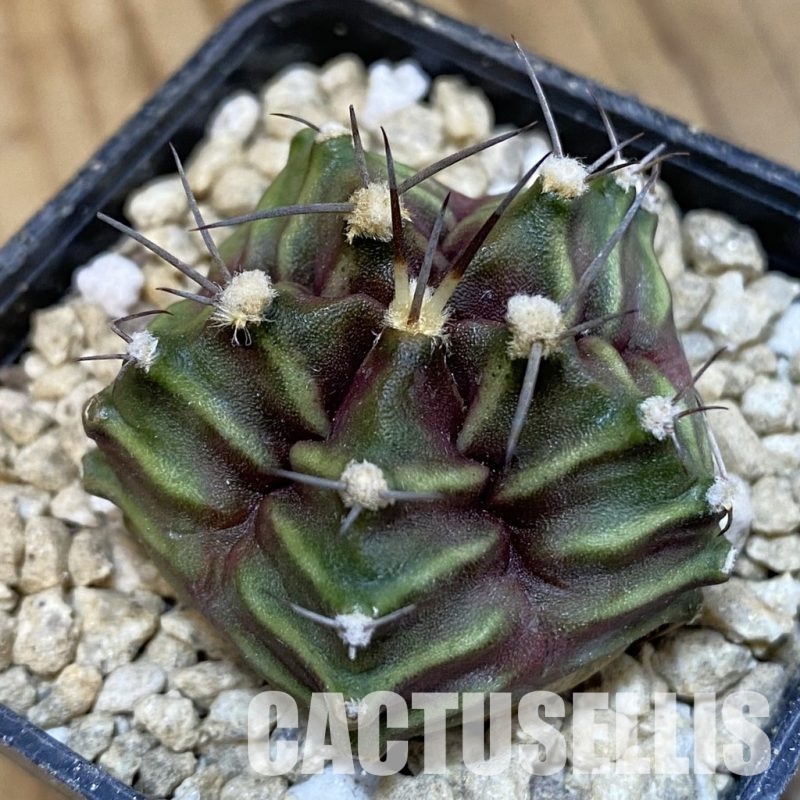 SH29660 Gymnocalycium mihanovichii ‘Kikko’, 5-ribs, seedling