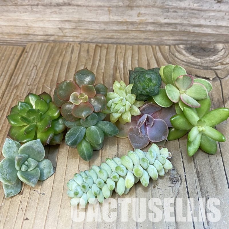SH29661 Succulents mix, cuted