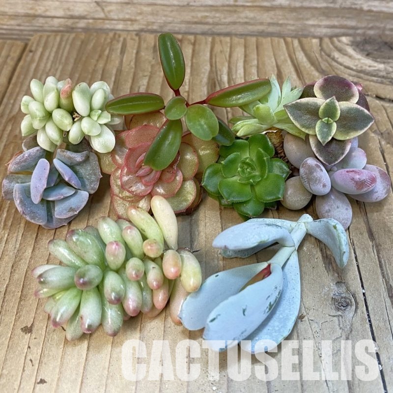 SH29662 Succulents mix, cuted