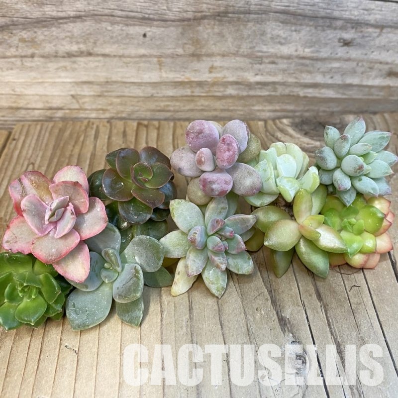 SH29663 Succulents mix, cuted