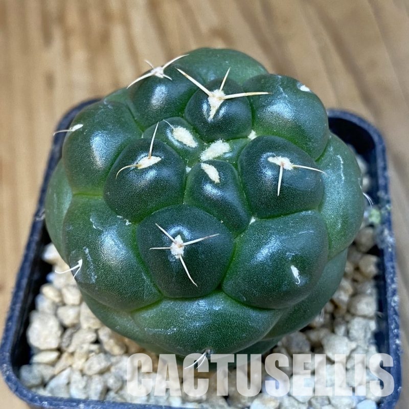 SH29602 Coryphantha elephantidens ‘inermis’