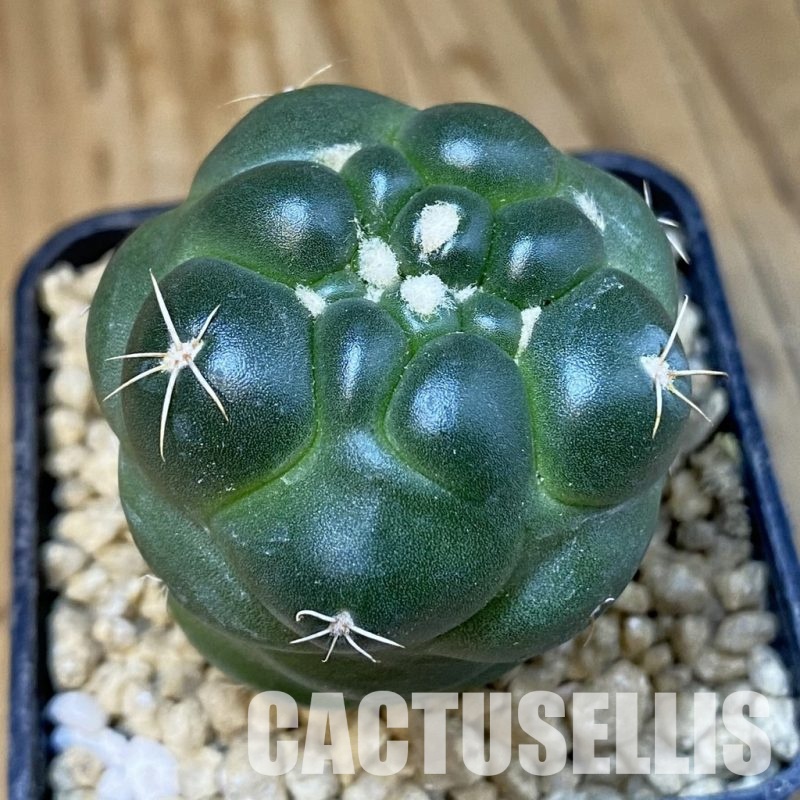 SH29603 Coryphantha elephantidens ‘inermis’