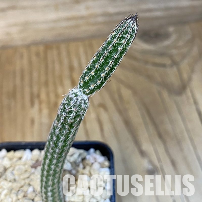 SH29606 Wilcoxia poselgeri