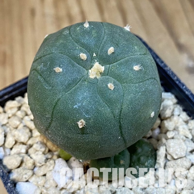 SH29607 Anhalonium jordaniana, seedling, own roots