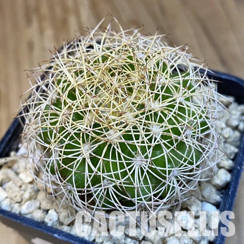 SH29611 Discocactus araneispinus, seedling