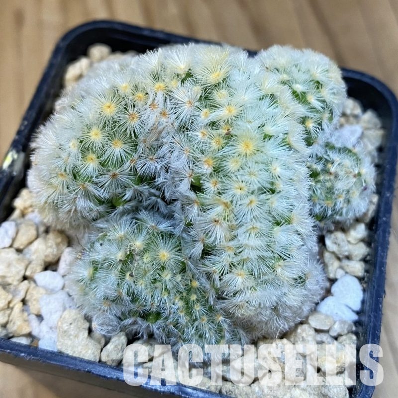 SH29612 Mammillaria carmenae f. cristata