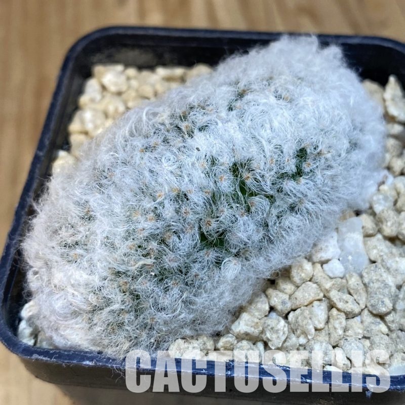 SH29613 Mammillaria albicoma f. cristata