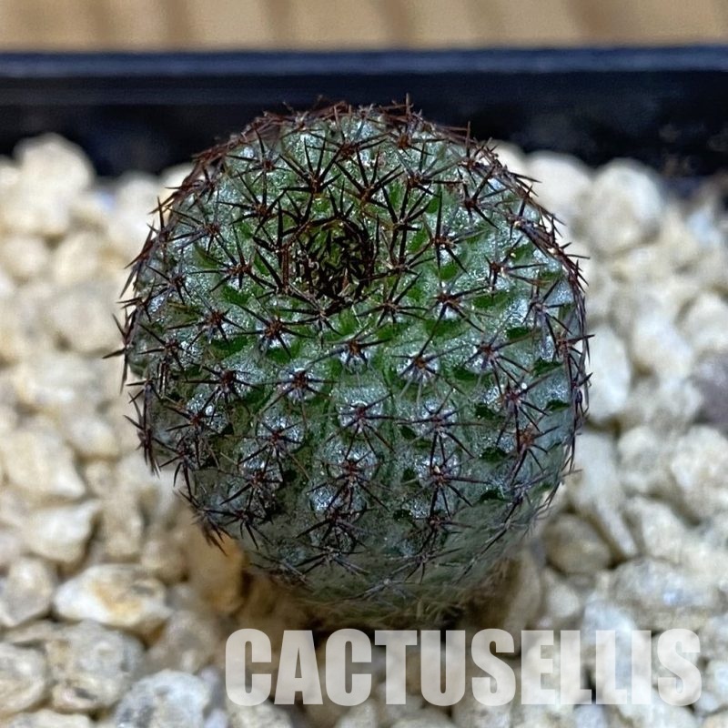 SH29615 Frailea chiquitana