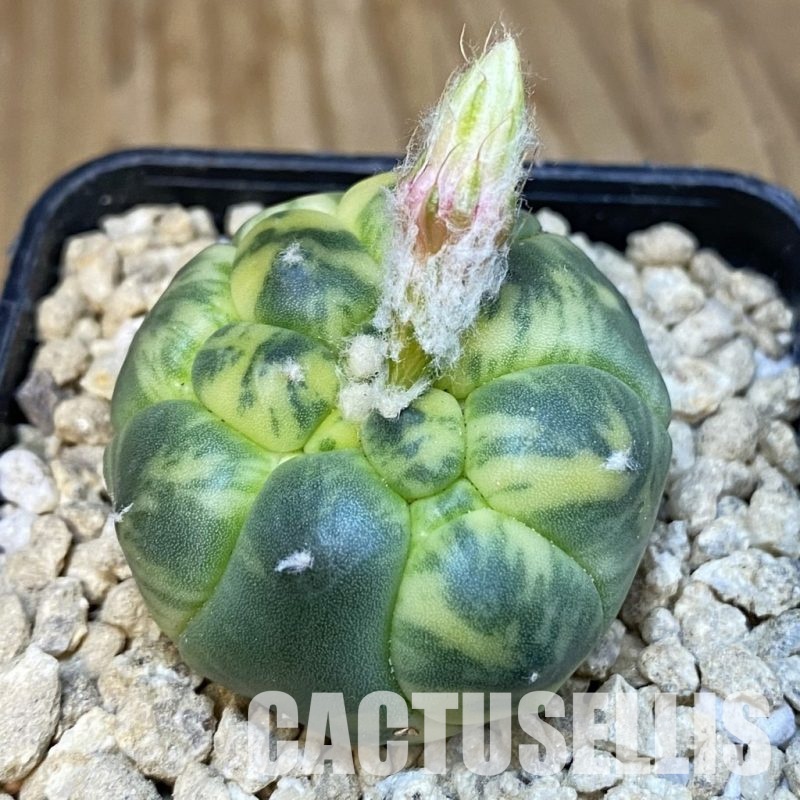 SH29616 Astrophytum asterias ‘Kikko’ f. variegata