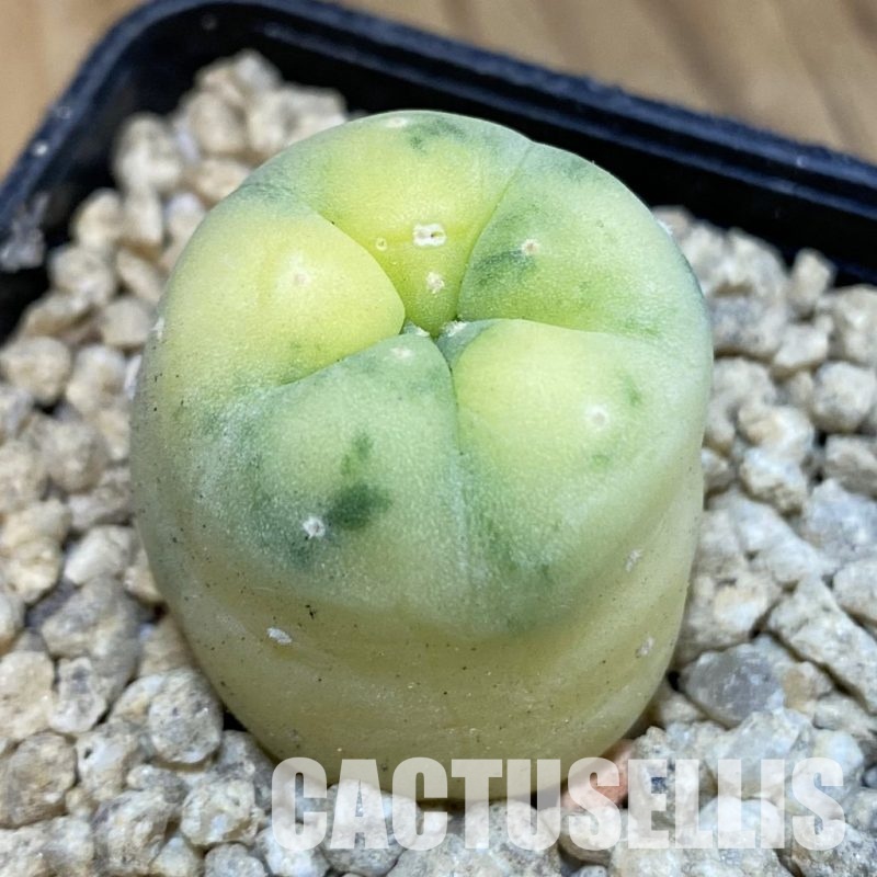 SH29617 Anhalonium frichii f. variegata, seedling, own roots