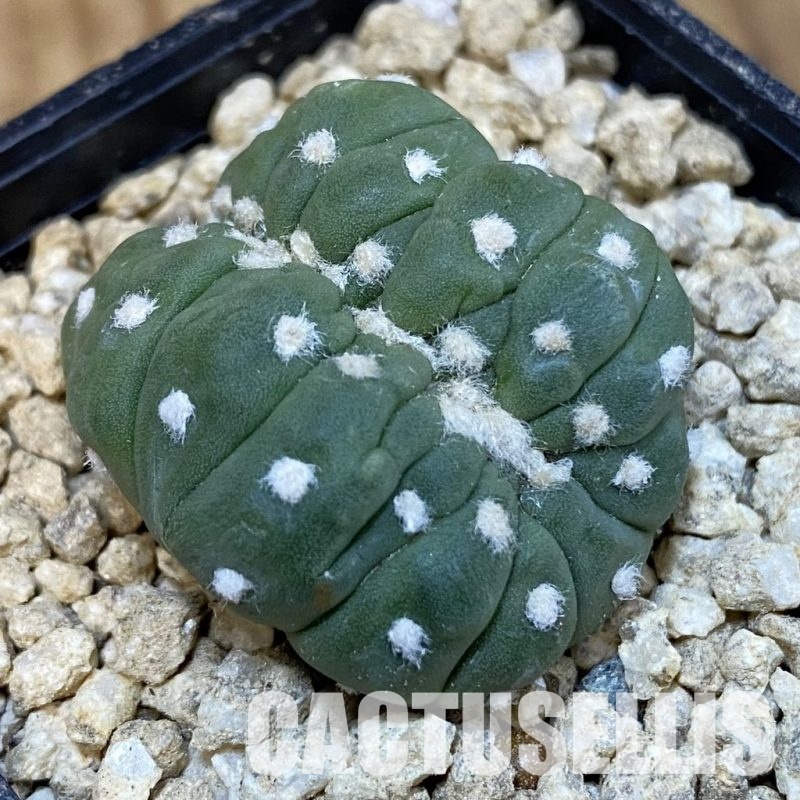 SH29618 Astrophytum asterias f. cristata