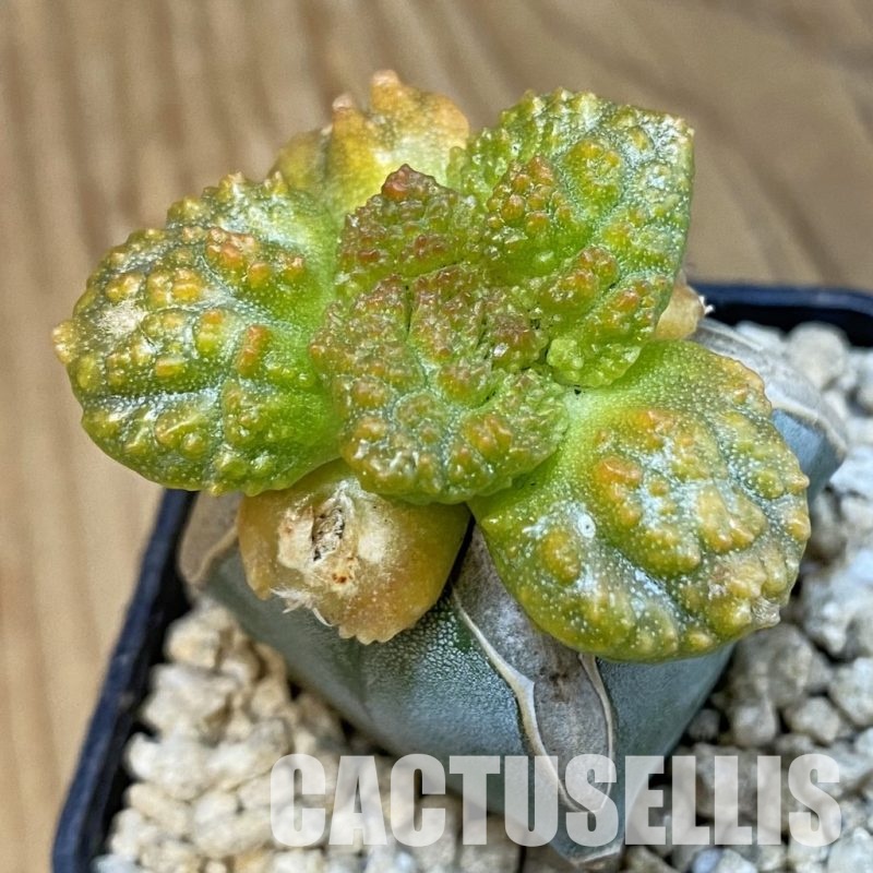 SH29619 Ariocarpus fissuratus 'Godzilla' f. variegata, grafted