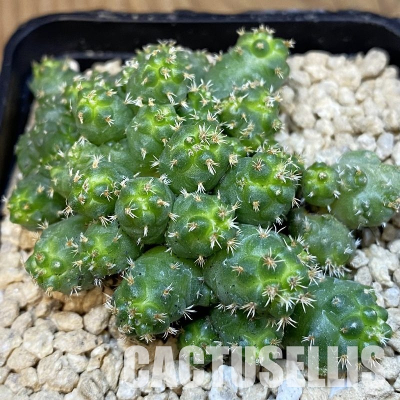 SH29598 Coryphantha bumamma f. monstrosa