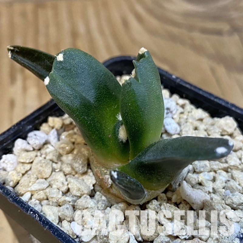 SH29621 Ariocarpus retusus ‘Three Finger’, own roots seedling