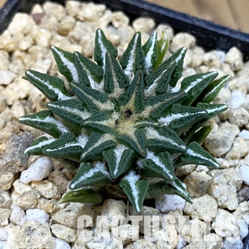 SH29622 Ariocarpus kotschoubeyanus v. macdowellii, own roots seedling