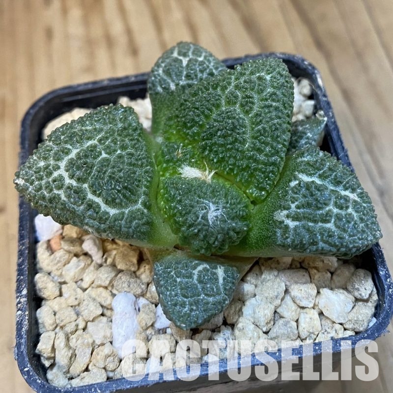 SH29623 Ariocarpus fissuratus ‘Godzilla’ hybrid , own roots seedling