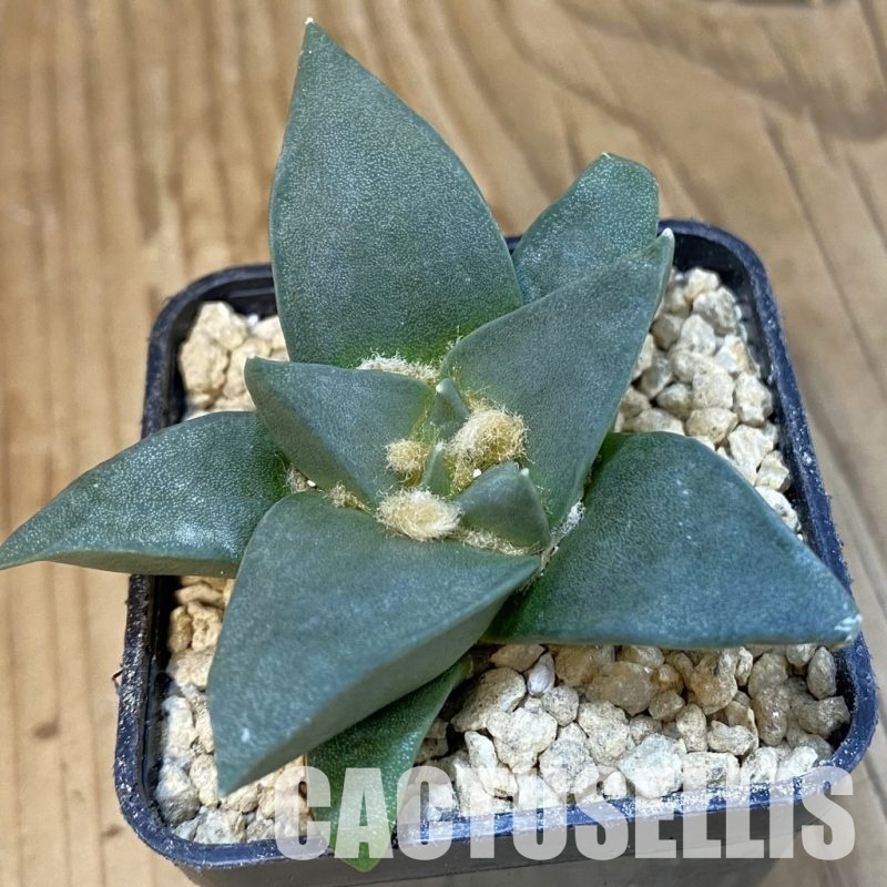 SH29625 Ariocarpus trigonus hybrid, own roots seedling
