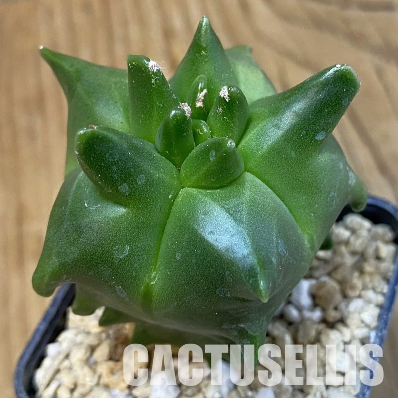 SH29626 Astrophytum myriostigma 'Kikko'