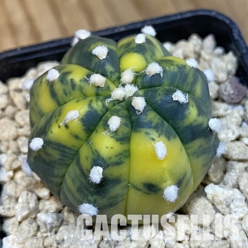 SH29628 Astrophytum asterias ‘Ooibo’ f. variegata