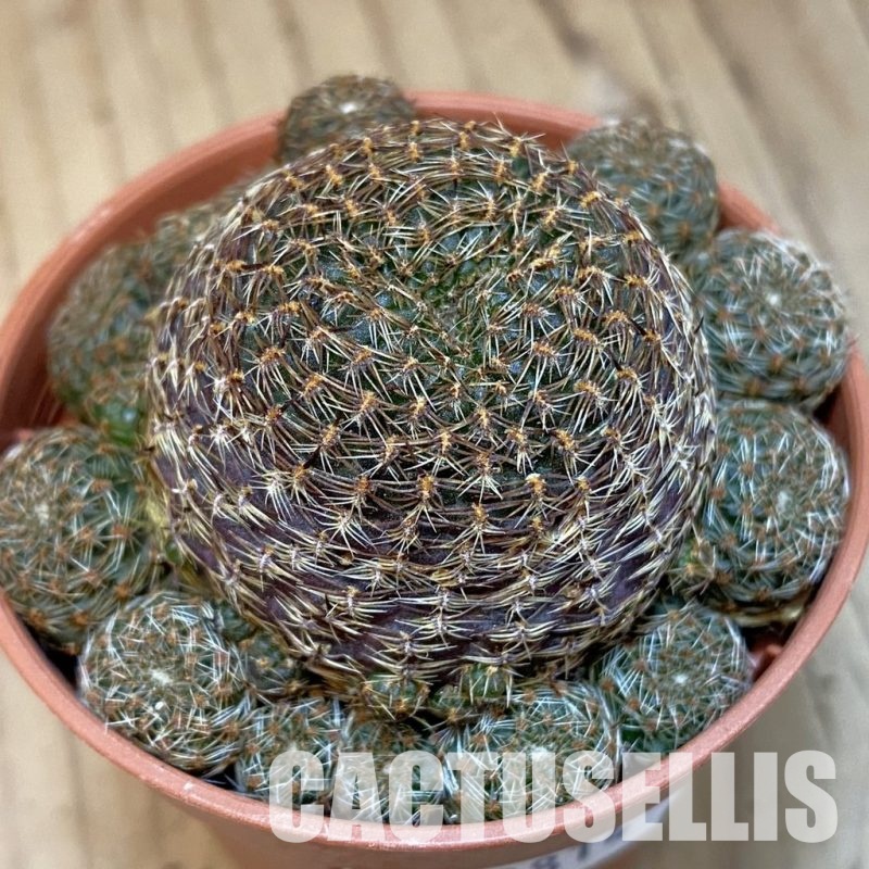 SHND29814 Rebutia heliosa v. condorensis