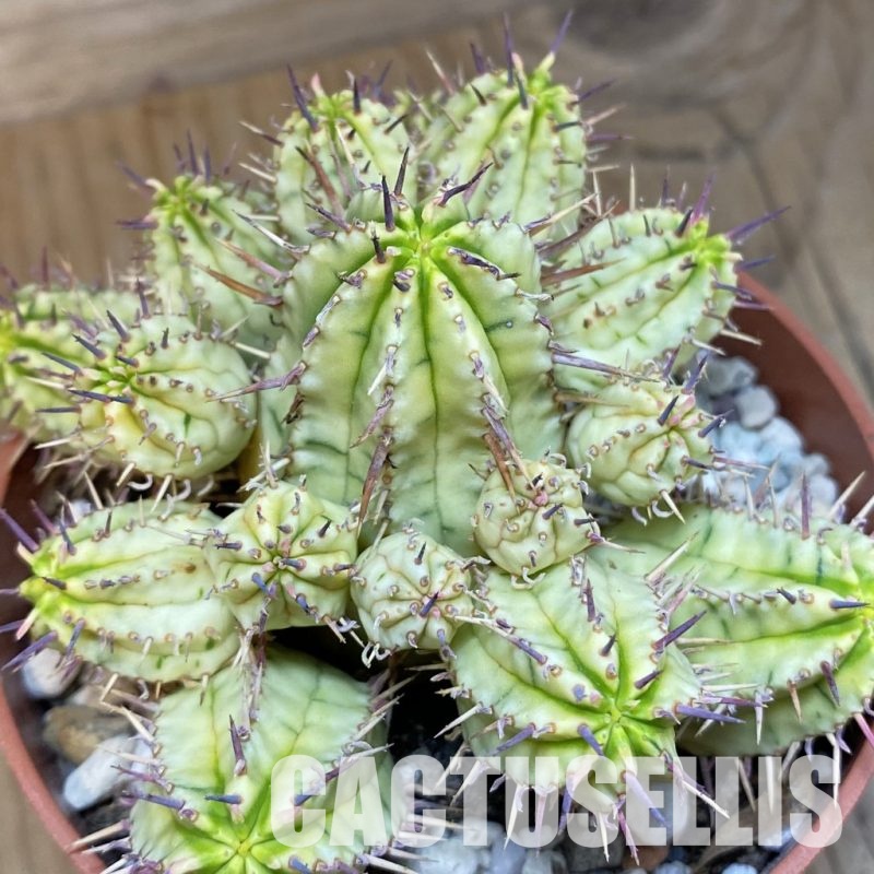 SHND29786 Euphorbia aggregata f. variegata